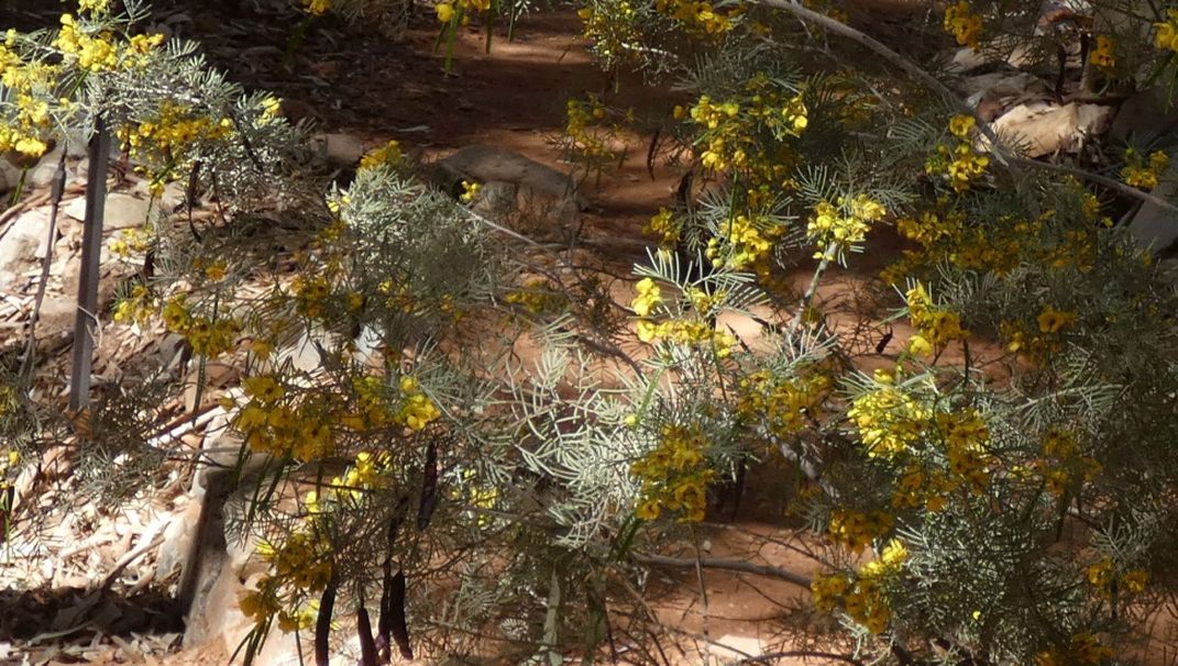 Pianta dall''Australia (NT): Senna artemisioides (Fabaceae)