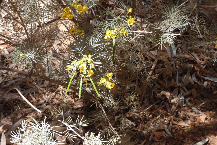 Pianta dall''Australia (NT): Senna artemisioides (Fabaceae)