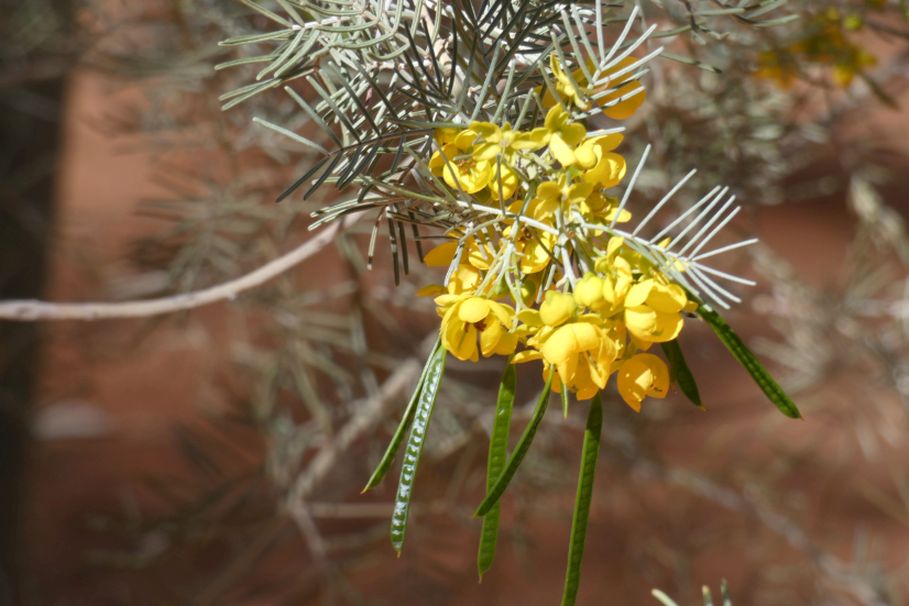 Pianta dall''Australia (NT): Senna artemisioides (Fabaceae)