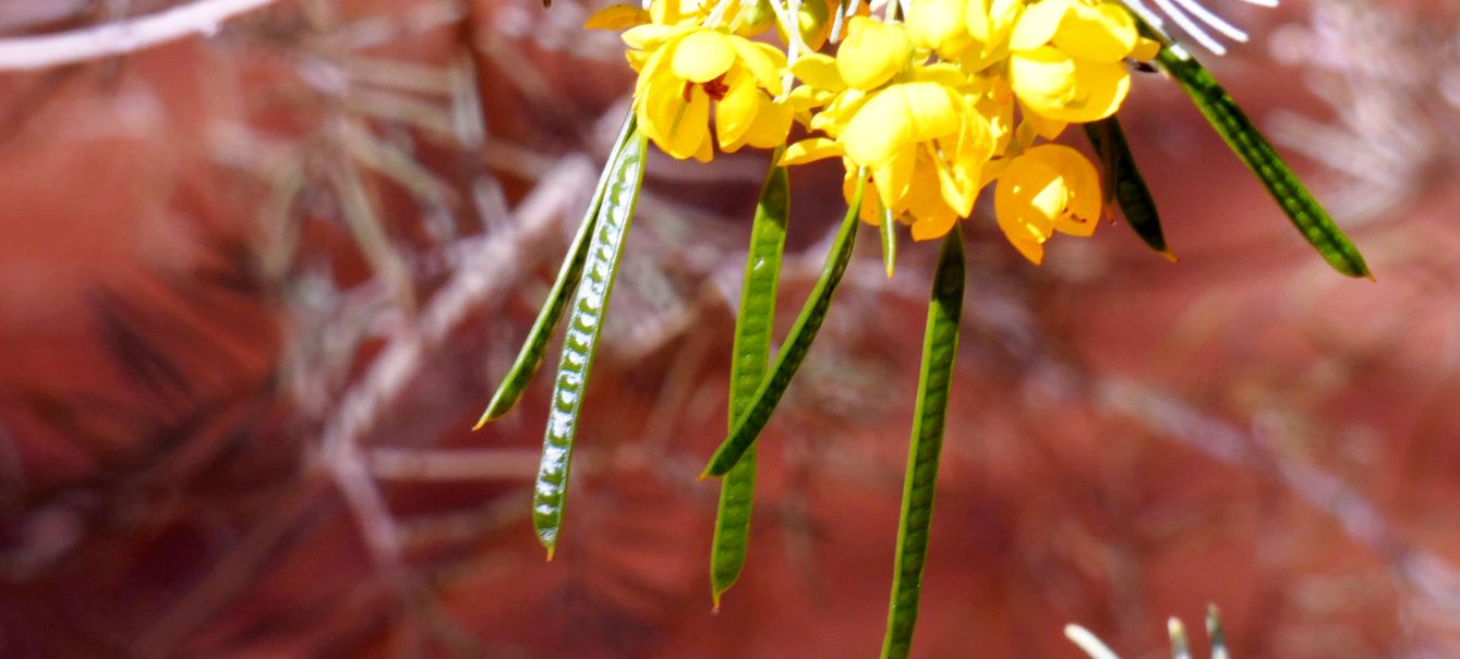 Pianta dall''Australia (NT): Senna artemisioides (Fabaceae)