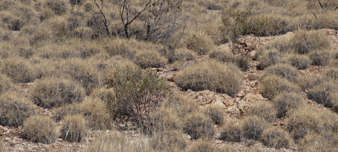 Pianta dall''Australia (NT):  Spinifex ??... Triodia spp. (Poaceae)