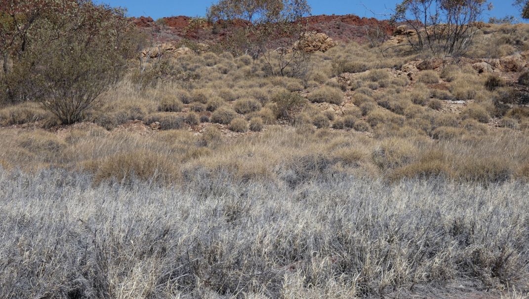 Pianta dall''Australia (NT):  Spinifex ??... Triodia spp. (Poaceae)