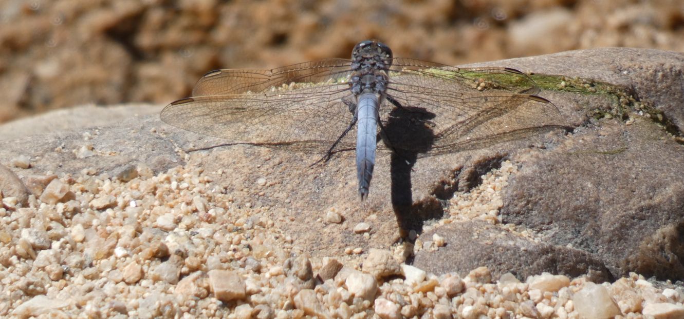 Libellula blu dall''Australia (NT):  Orthretum caledonicum