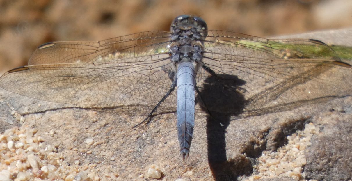 Libellula blu dall''Australia (NT):  Orthretum caledonicum