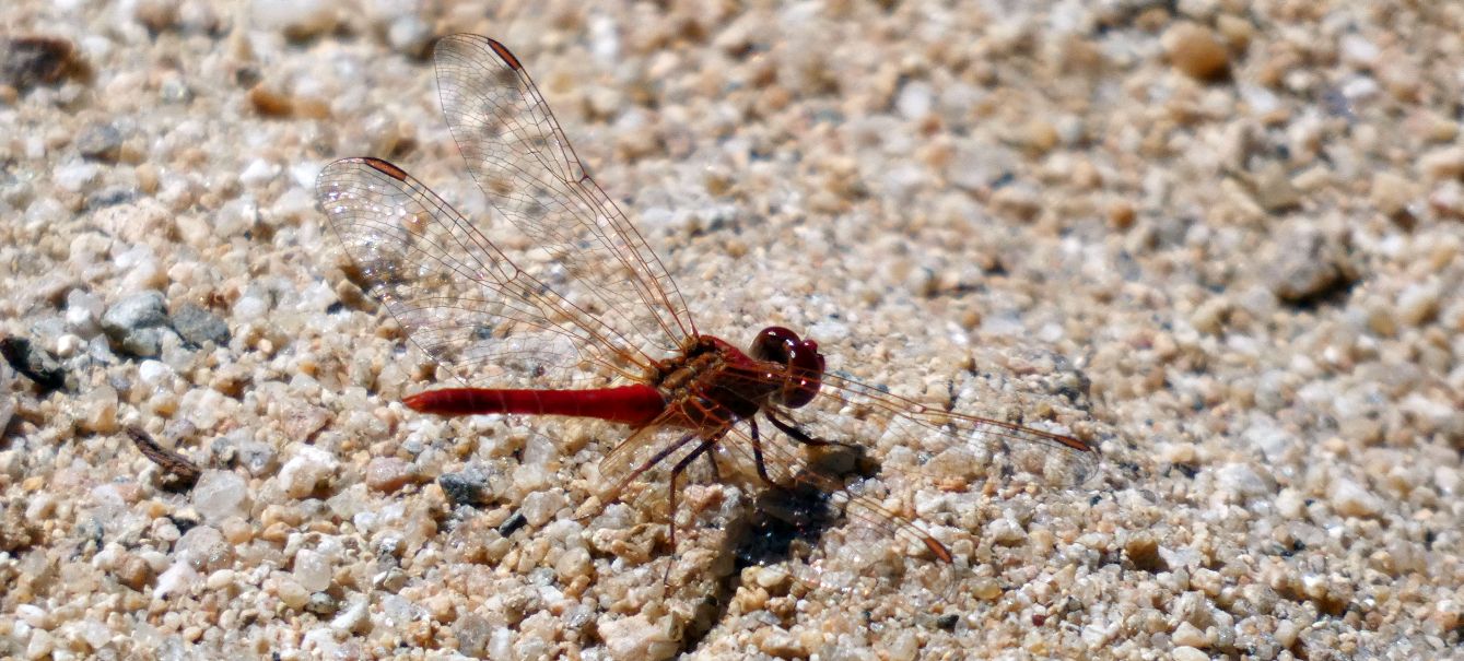 Libellula rossa dall''Australia (NT): Diplacodes haematodes