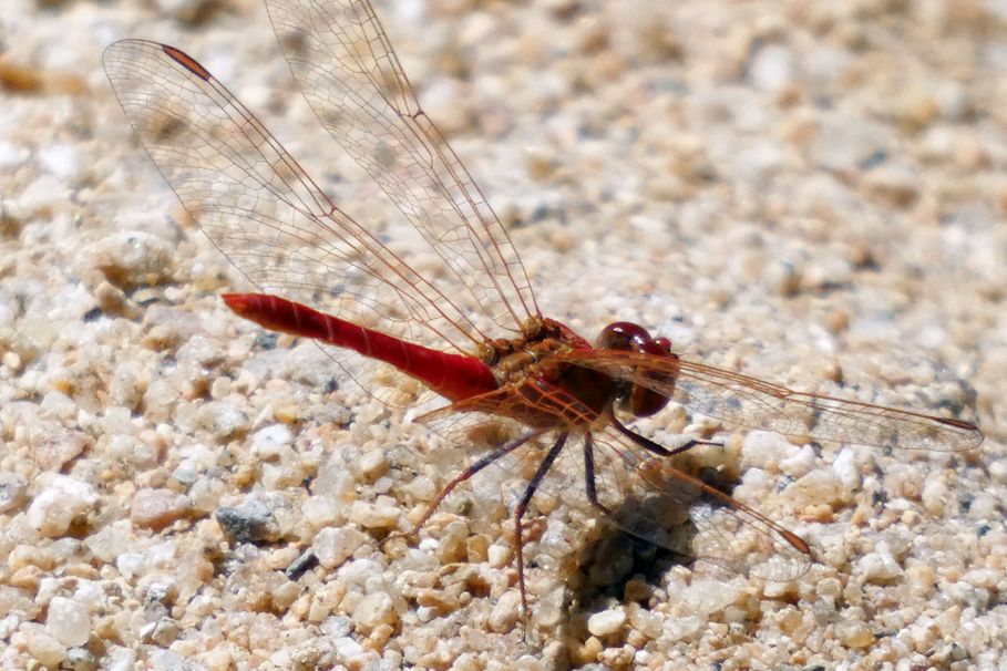 Libellula rossa dall''Australia (NT): Diplacodes haematodes