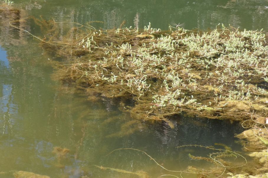 Dall''Australia (NT): Myriophyllum verrucosum (Haloragaceae)