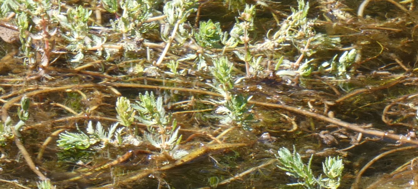 Dall''Australia (NT): Myriophyllum verrucosum (Haloragaceae)