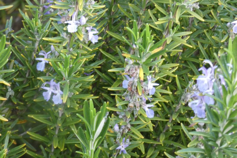 Fiore dall''Australia(WA): Rosmarinus officinalis (Lamiaceae)