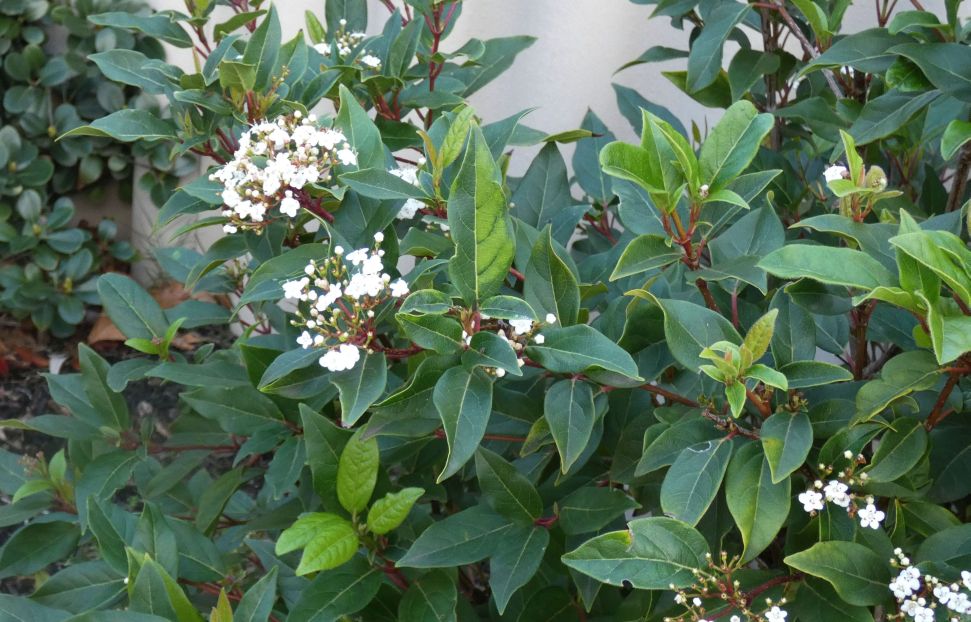 Fiore  dall''Australia (WA): Viburnum tinus (Adoxaceae)