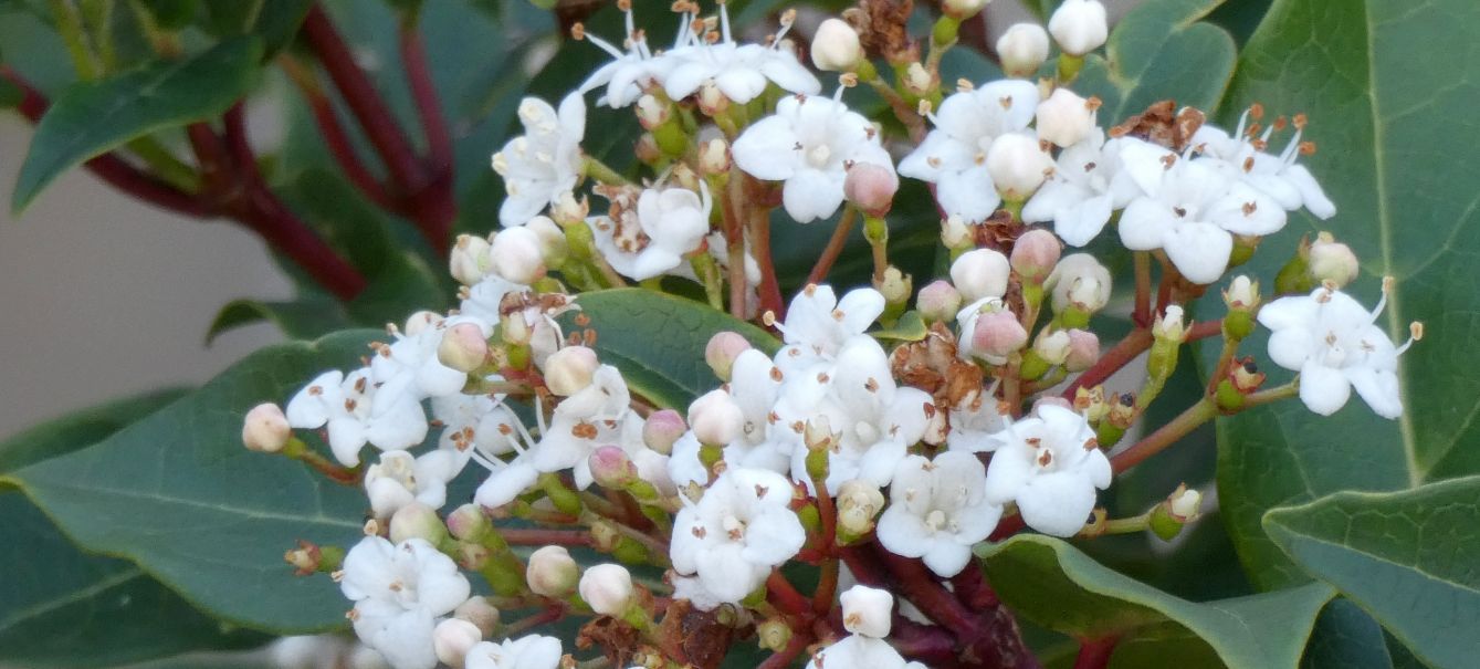 Fiore  dall''Australia (WA): Viburnum tinus (Adoxaceae)