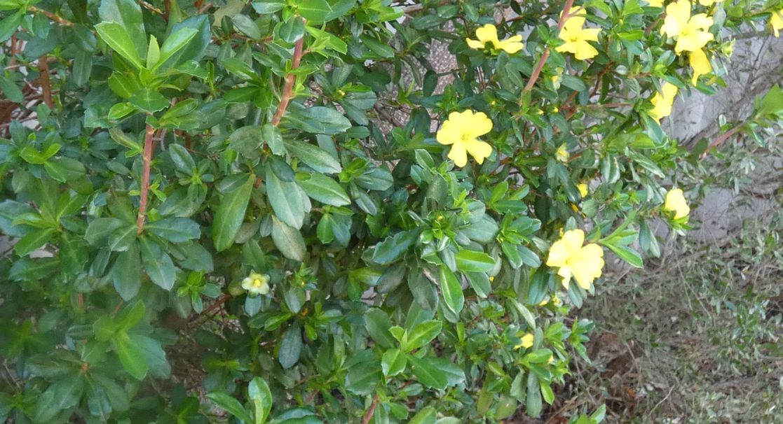 Fiore 3 dall''Australia (WA): Hibbertia cuneiformis (Dillenaceae)