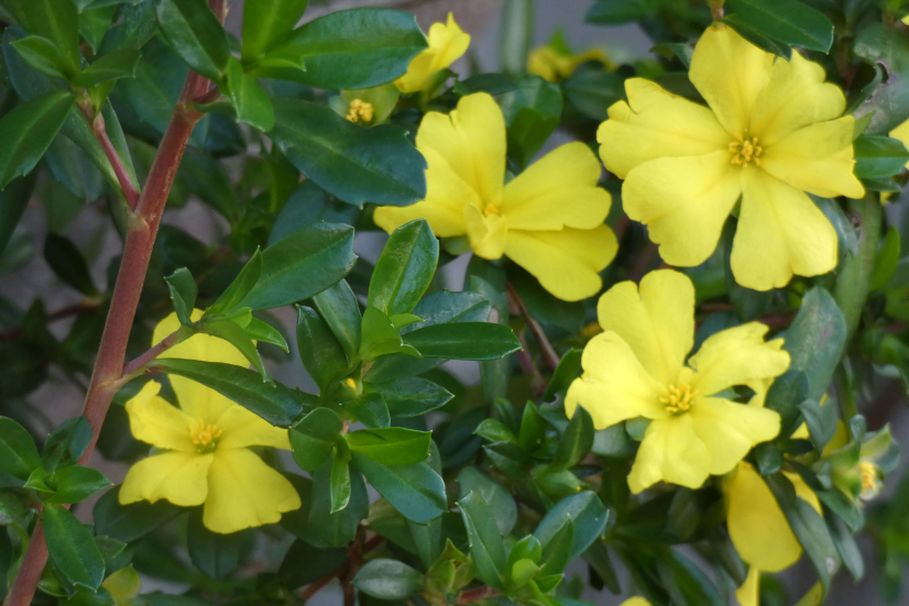 Fiore 3 dall''Australia (WA): Hibbertia cuneiformis (Dillenaceae)