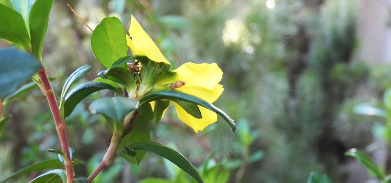 Fiore 3 dall''Australia (WA): Hibbertia cuneiformis (Dillenaceae)