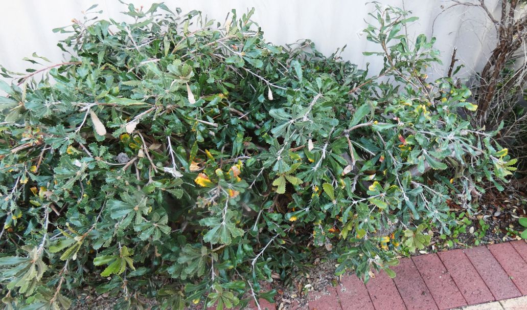 Pianta dall''Australia (WA): Banksia sp.