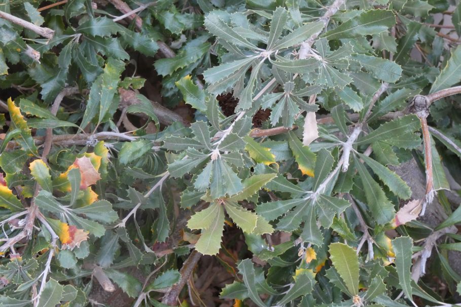 Pianta dall''Australia (WA): Banksia sp.