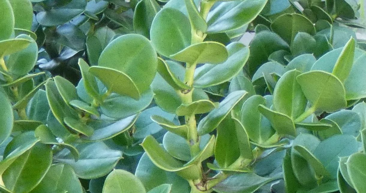 Pianta dall''Australia (WA): Carissa macrocarpa (Apocynaceae)