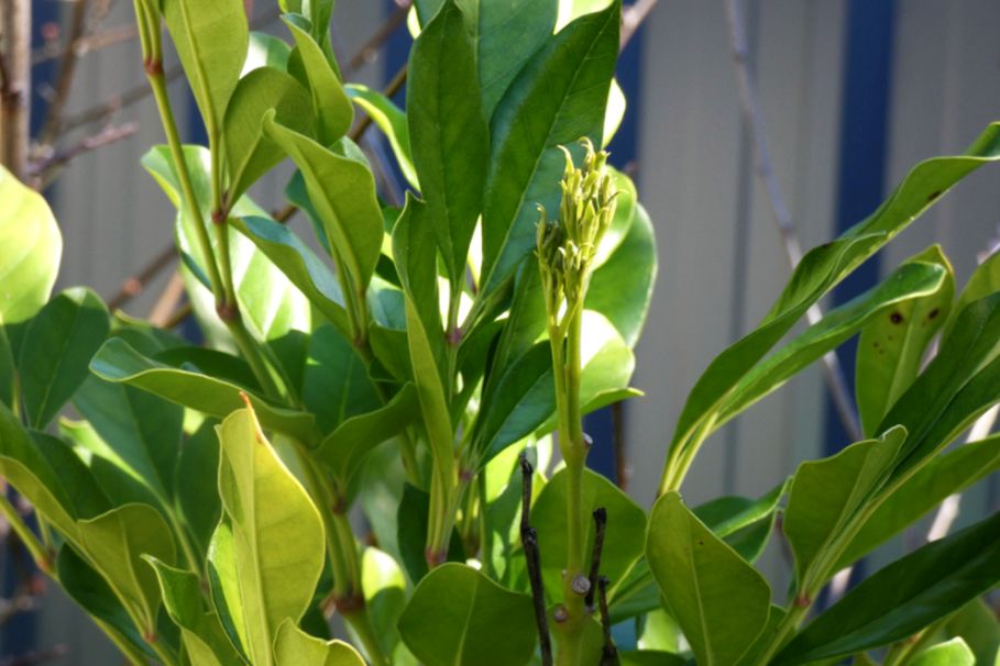 dall''Australia (WA):  Radermachera sinica (Bignoniaceae)