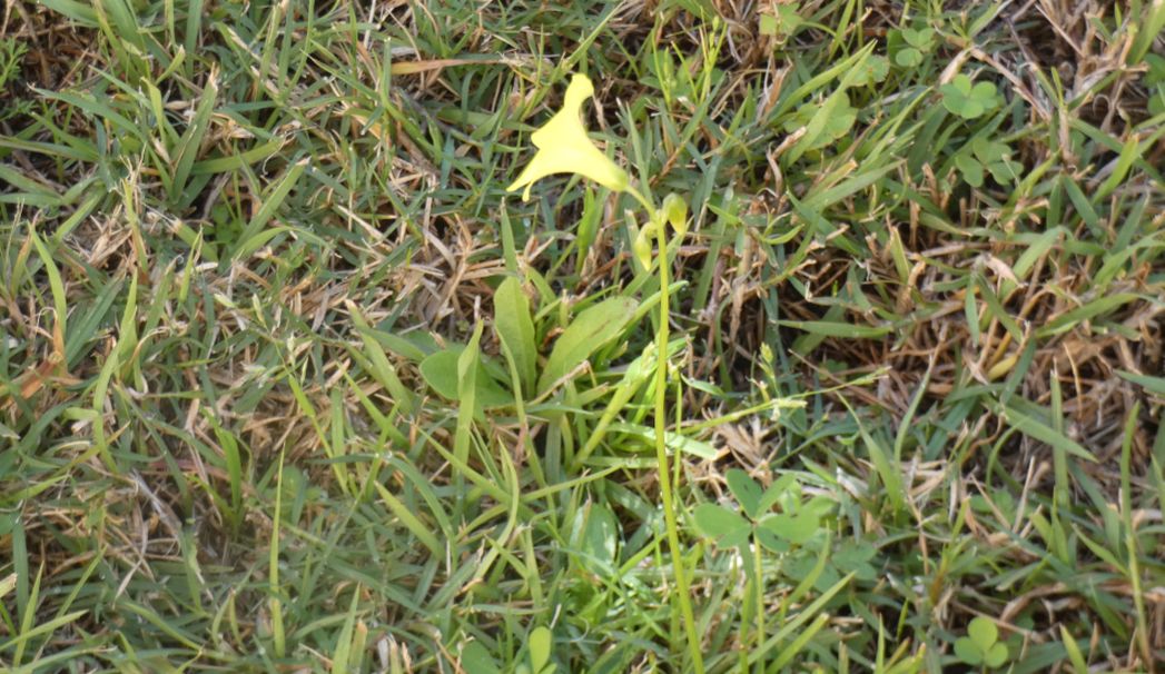 Fiore  dall''Australia (WA): Oxalis pes-caprae