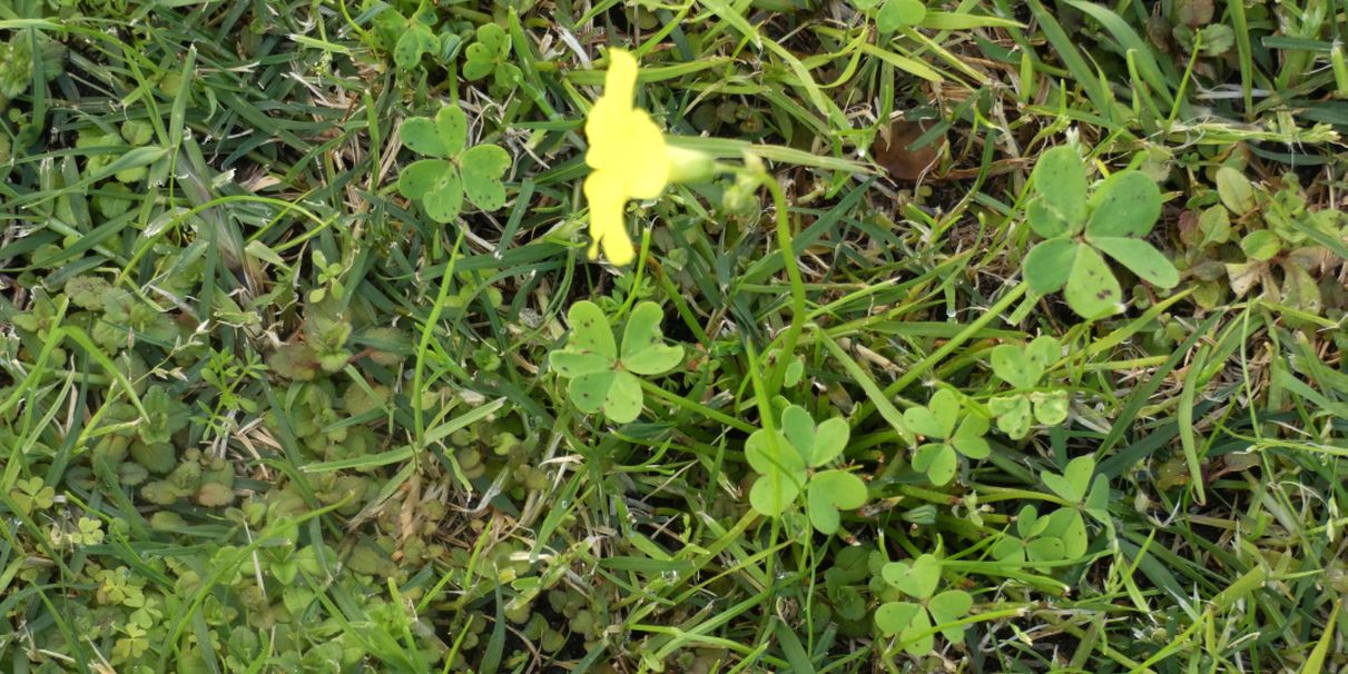 Fiore  dall''Australia (WA): Oxalis pes-caprae