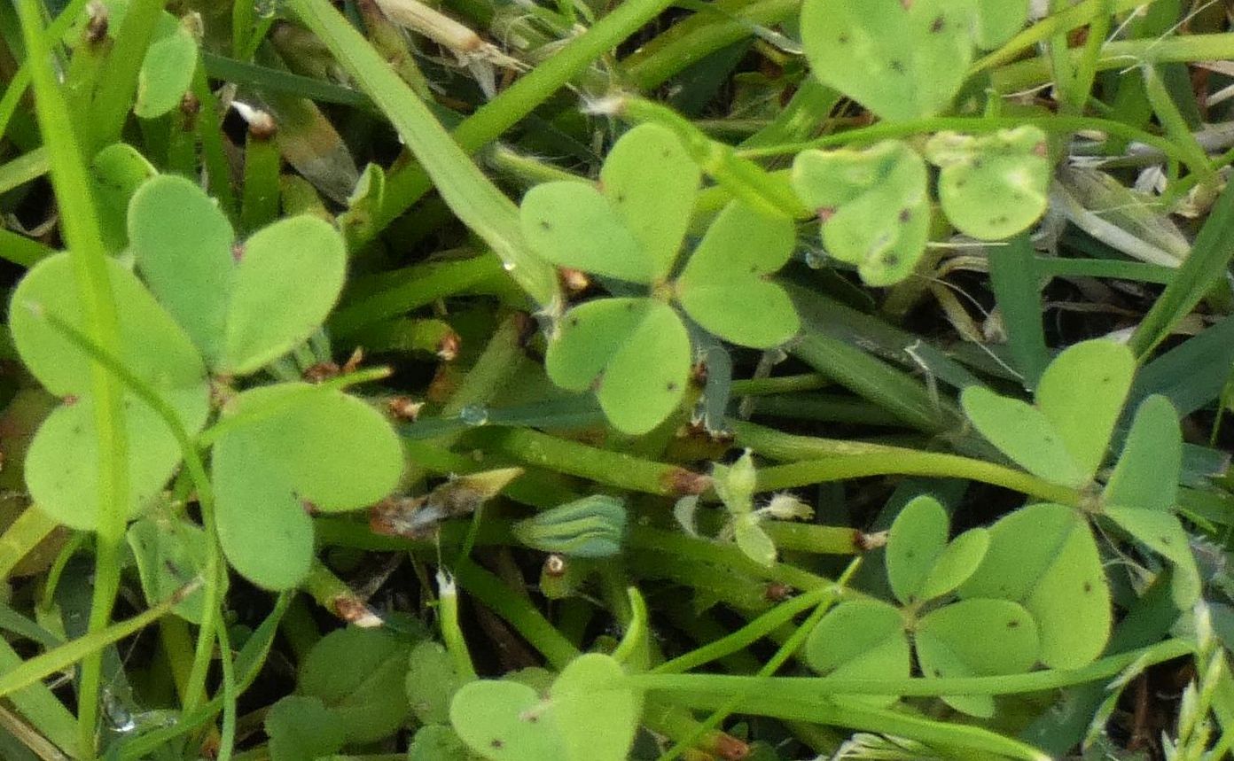 Fiore  dall''Australia (WA): Oxalis pes-caprae