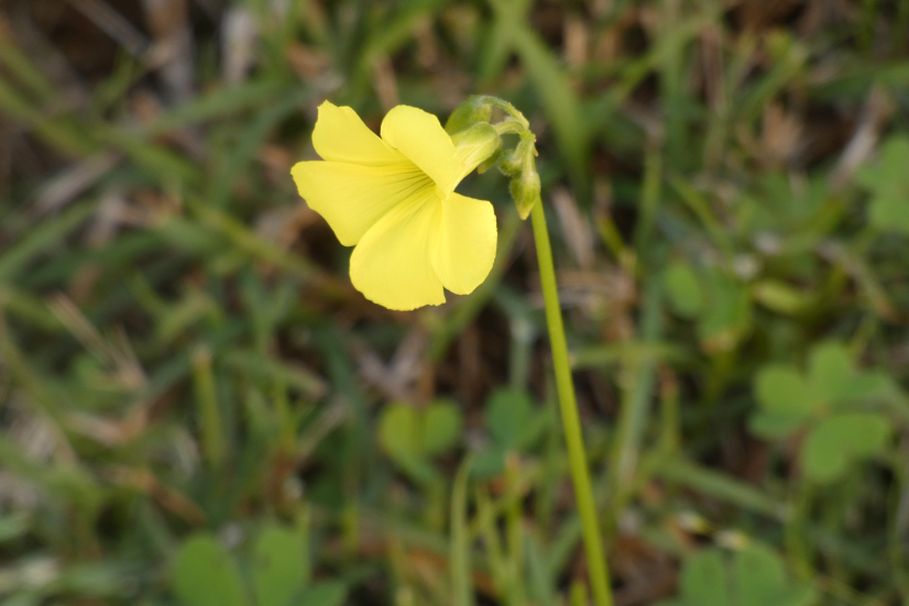 Fiore  dall''Australia (WA): Oxalis pes-caprae