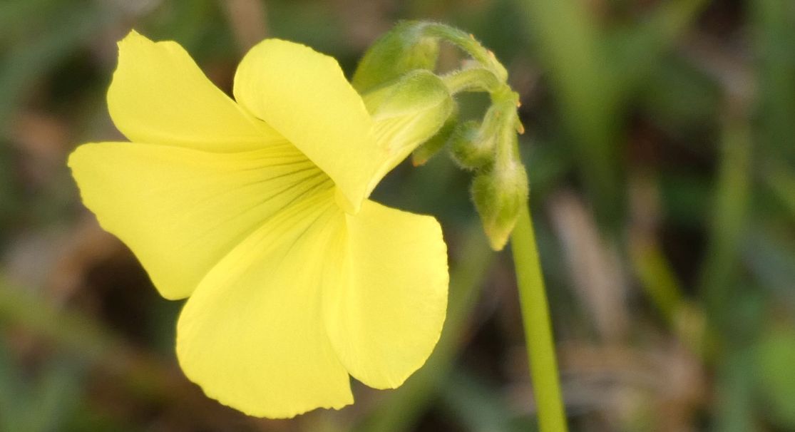 Fiore  dall''Australia (WA): Oxalis pes-caprae