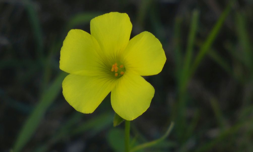 Fiore  dall''Australia (WA): Oxalis pes-caprae