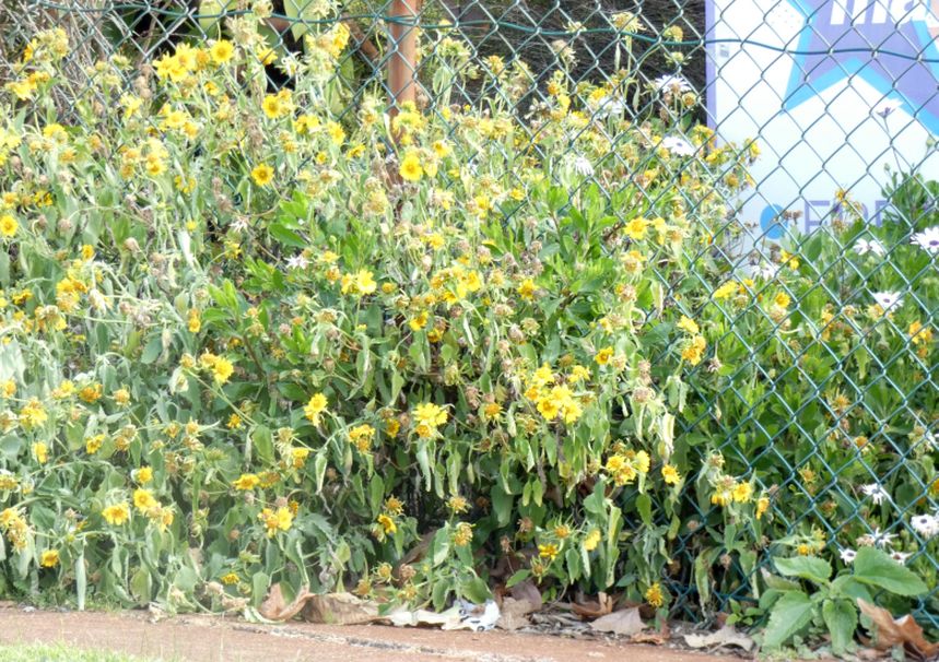 Dall''Australia (WA): Verbesina encelioides (Asteraceae)