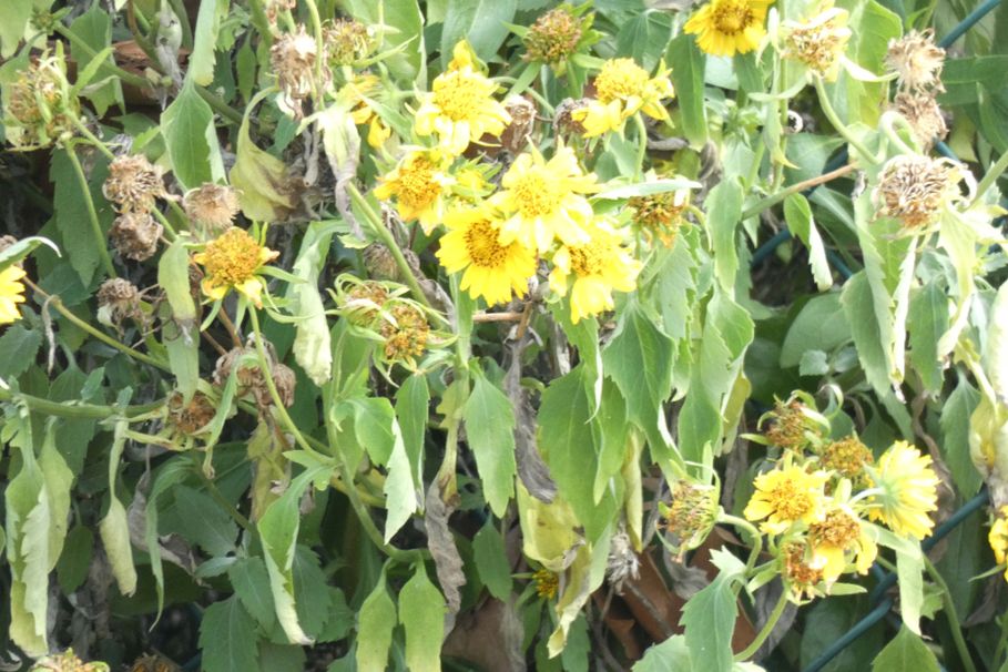 Dall''Australia (WA): Verbesina encelioides (Asteraceae)