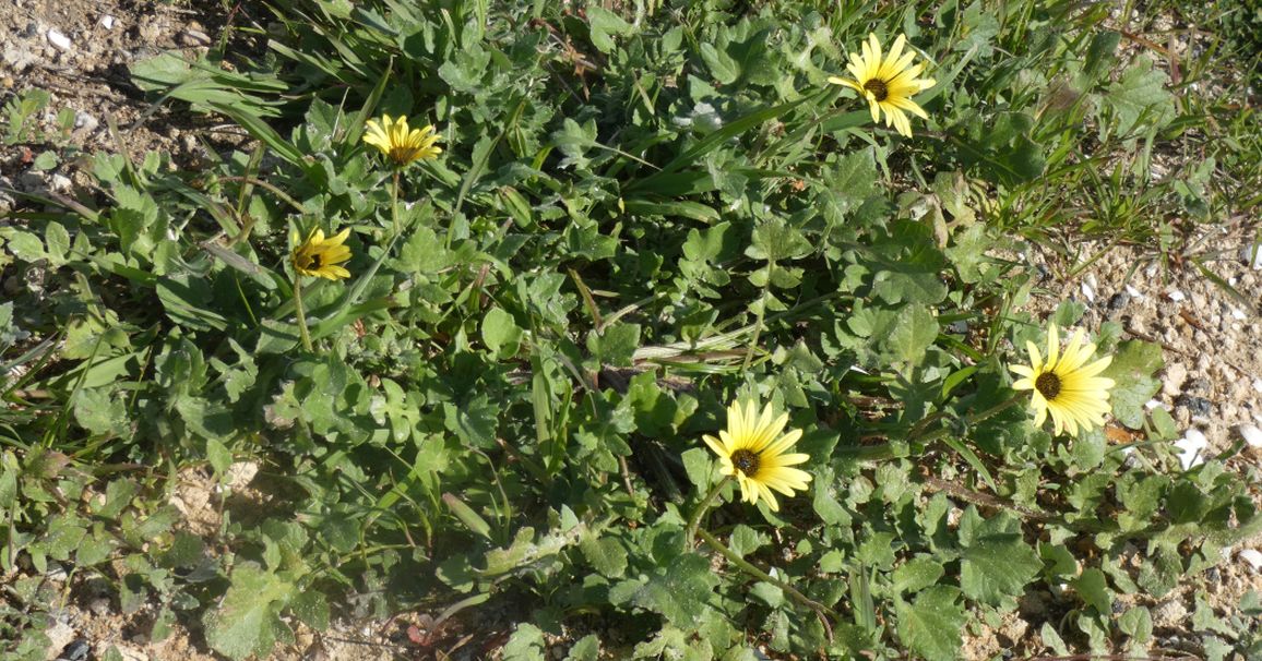 Dall''Australia (WA): Arctotheca calendula (Asteraceae)