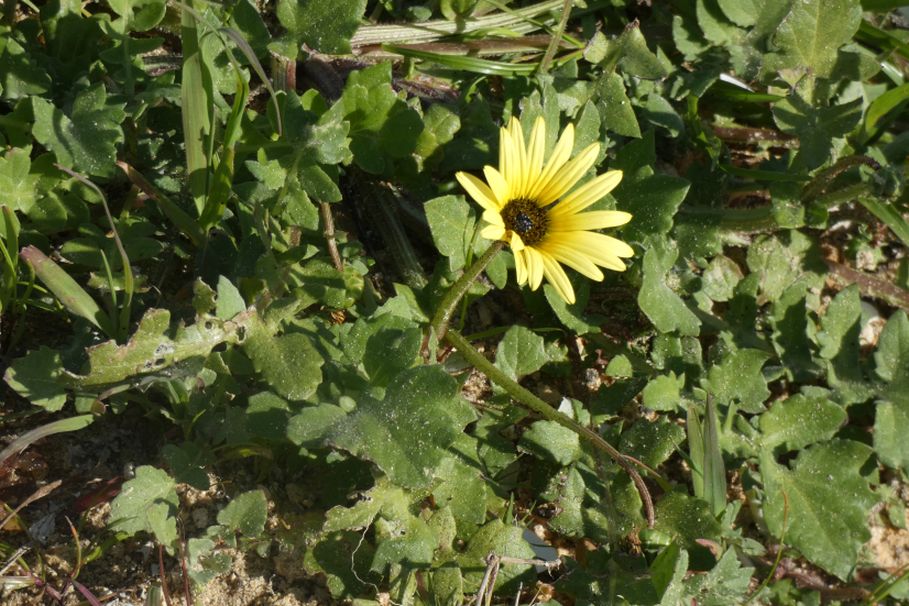 Dall''Australia (WA): Arctotheca calendula (Asteraceae)