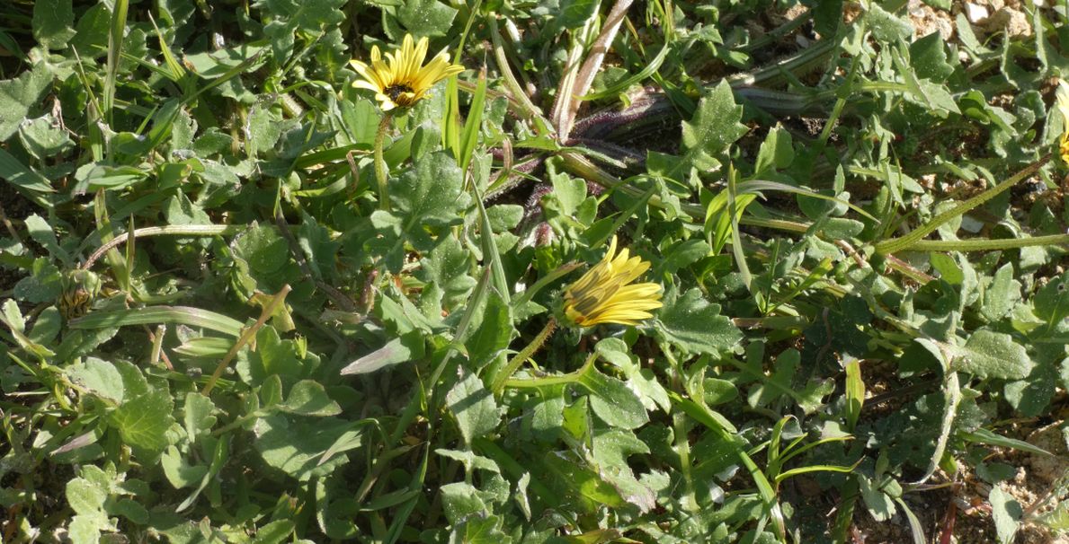 Dall''Australia (WA): Arctotheca calendula (Asteraceae)