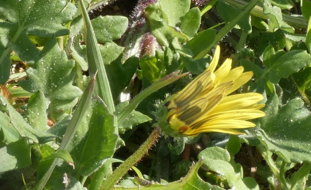 Dall''Australia (WA): Arctotheca calendula (Asteraceae)