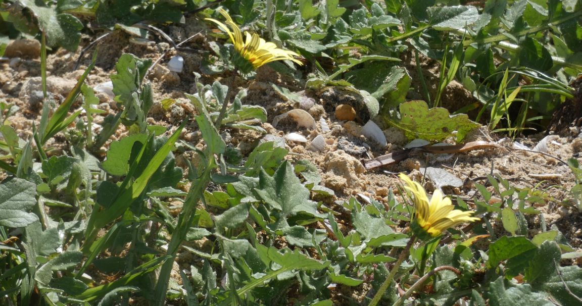 Dall''Australia (WA): Arctotheca calendula (Asteraceae)