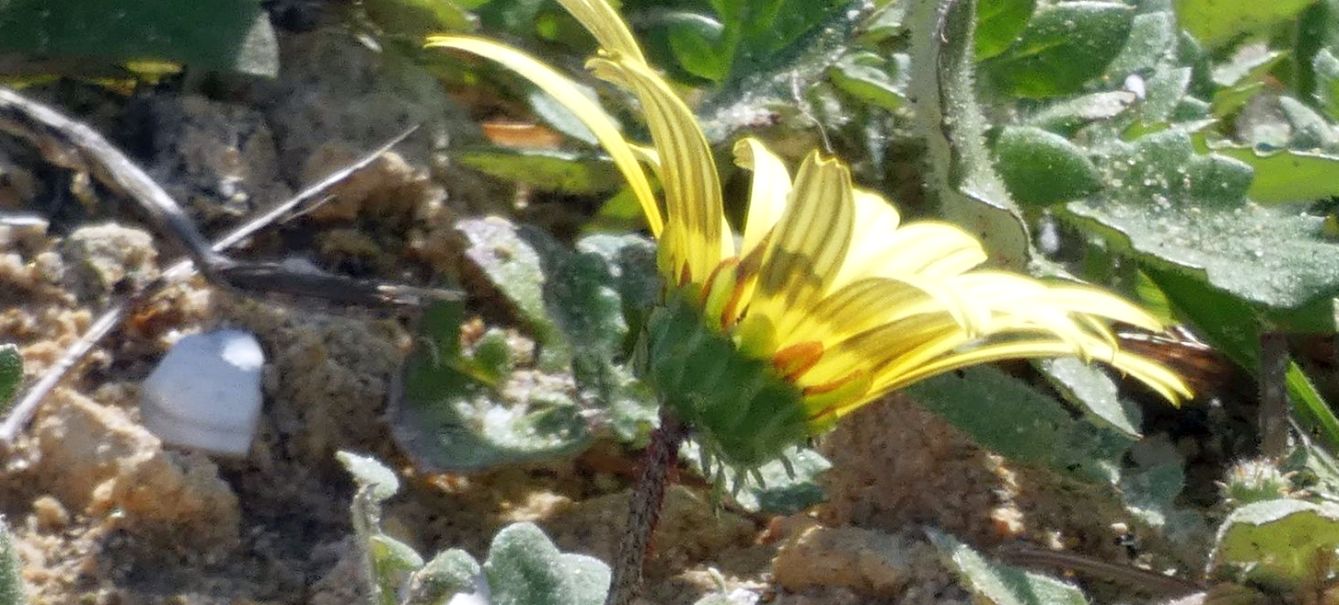 Dall''Australia (WA): Arctotheca calendula (Asteraceae)