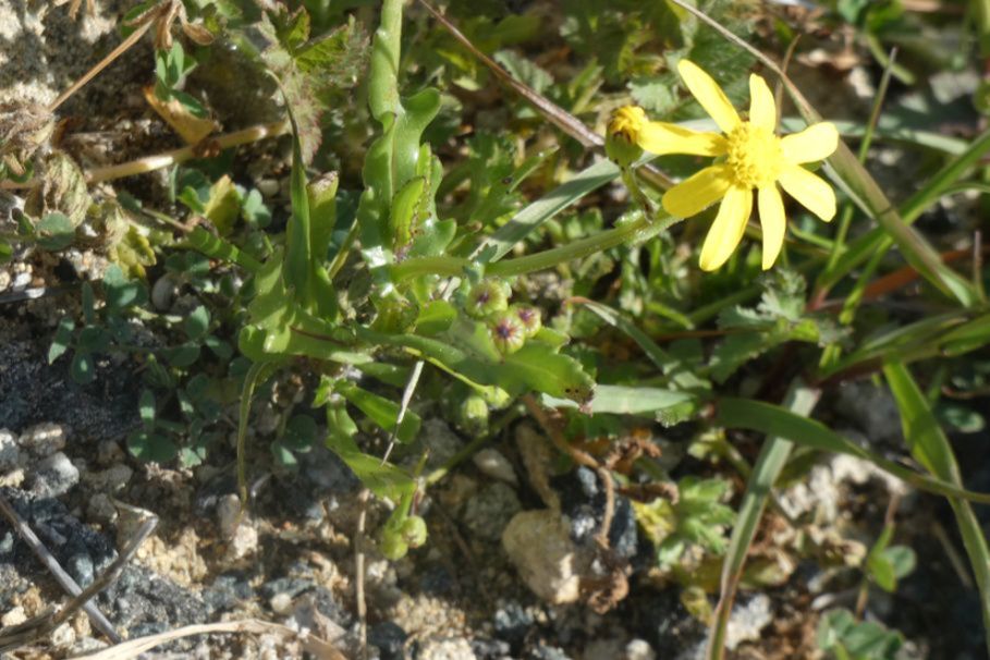 dall''Australia (WA): Senecio pinnatifolius var. latilobus (Asteaceae)