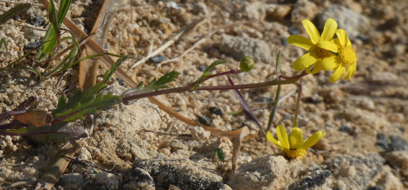 dall''Australia (WA): Senecio pinnatifolius var. latilobus (Asteaceae)