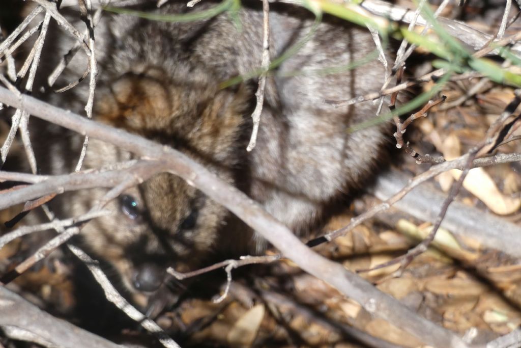 Dall''Australia (WA): l''isola  dei Quokka