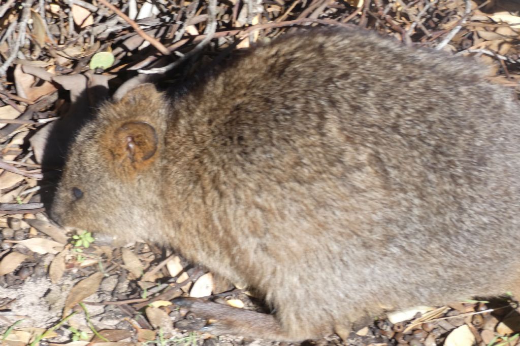 Dall''Australia (WA): l''isola  dei Quokka