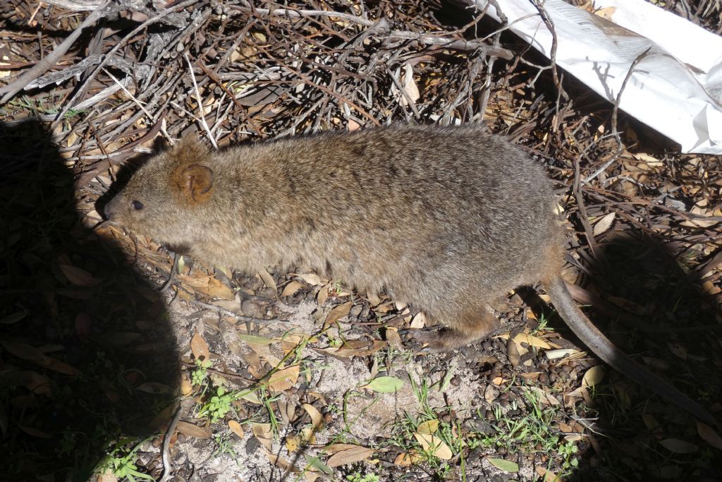 Dall''Australia (WA): l''isola  dei Quokka