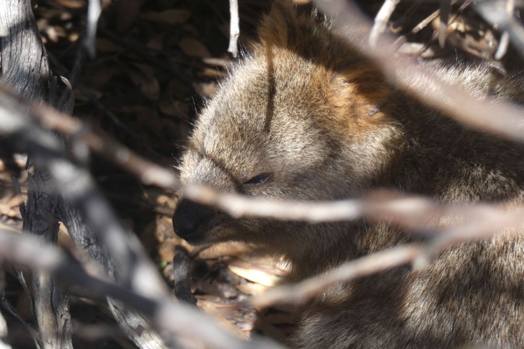 Dall''Australia (WA): l''isola  dei Quokka