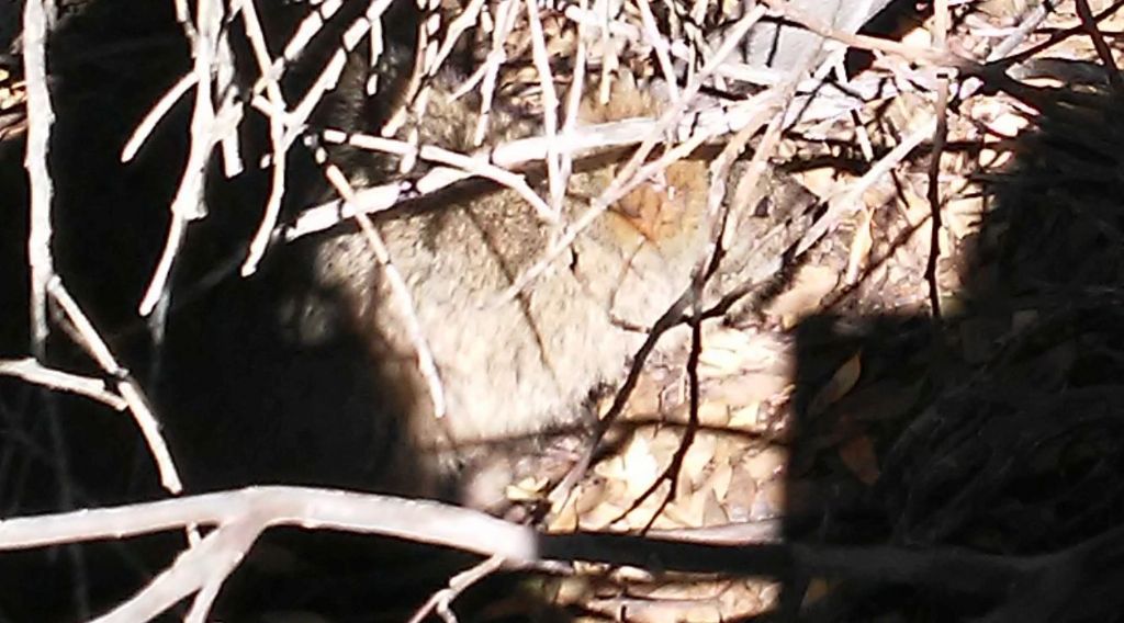 Dall''Australia (WA): l''isola  dei Quokka