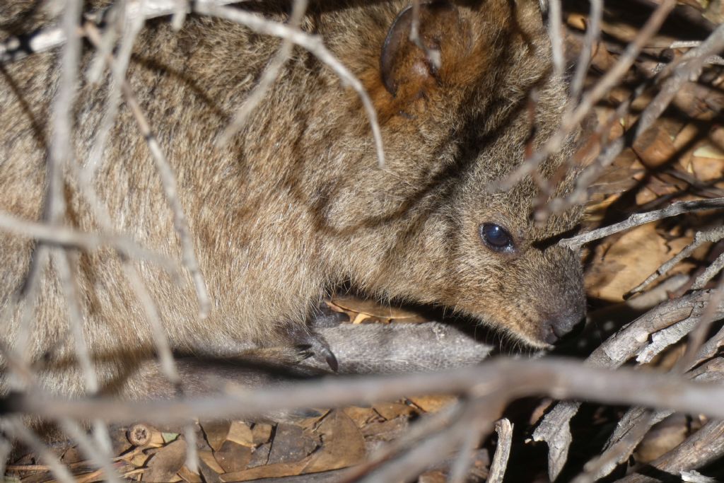 Dall''Australia (WA): l''isola  dei Quokka