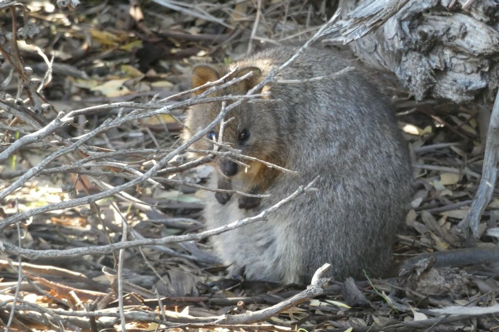 Dall''Australia (WA): l''isola  dei Quokka