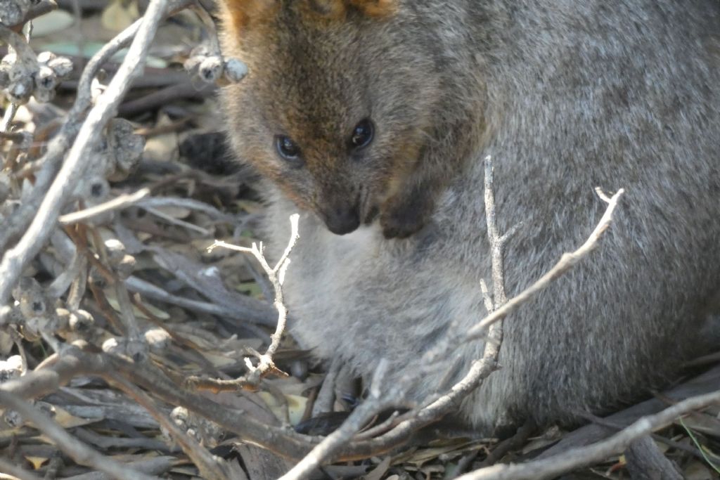 Dall''Australia (WA): l''isola  dei Quokka