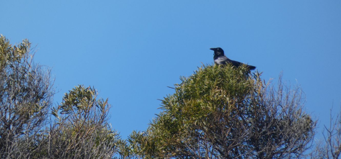 Dall''Australia (WA): Corvidae: Corvus coronoides perplexus