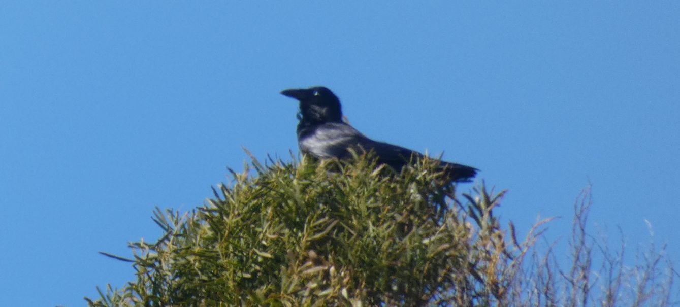 Dall''Australia (WA): Corvidae: Corvus coronoides perplexus