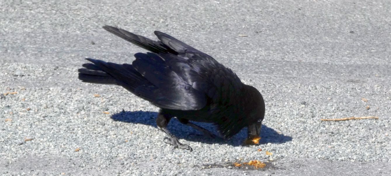 Dall''Australia (WA): Corvidae: Corvus coronoides perplexus