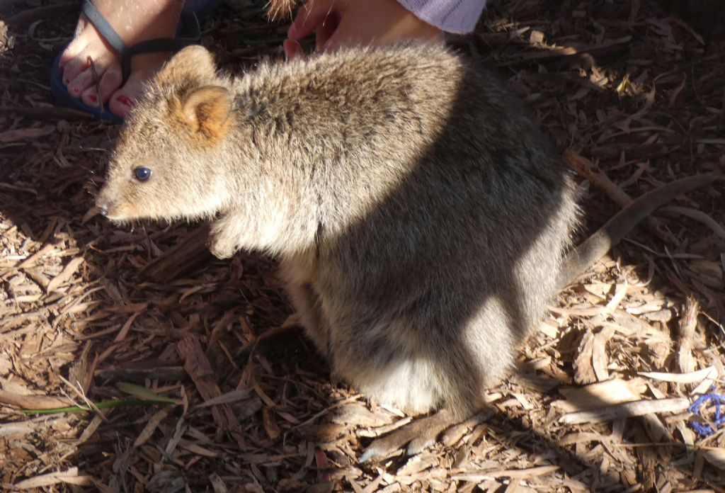 Dall''Australia (WA): l''isola  dei Quokka